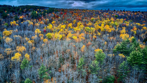 Andorra forest in fall time