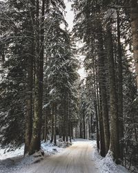 Snow covered road amidst trees in forest