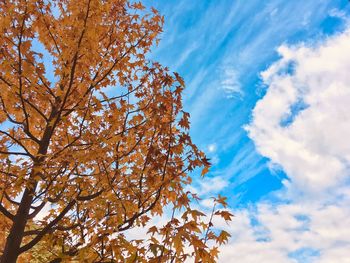 Low angle view of flowering tree against blue sky