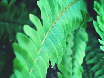 Close-up of plant leaves