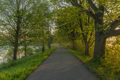 Road amidst trees in forest