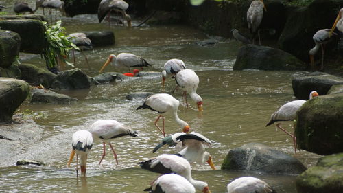 Ducks in a lake