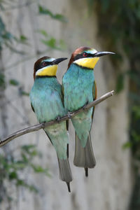 Close-up of bird perching on branch