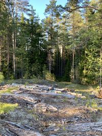 View of trees in forest