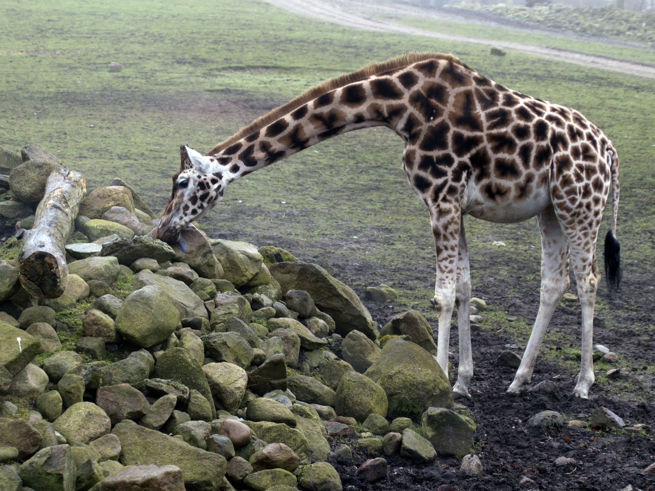 GIRAFFES STANDING ON GRASS