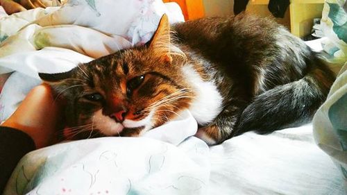 Cat resting on tiled floor