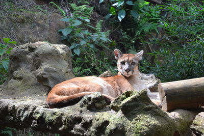 Portrait of mountain lion resting on rock