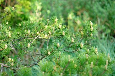 Close-up of fresh green plants