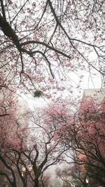 Low angle view of cherry blossoms against sky