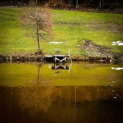 View of bird on the lake
