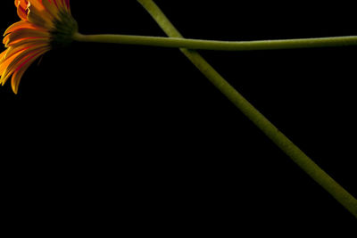 Close-up of flowering plant against black background