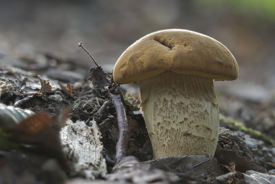 Close-up of mushrooms growing on rock