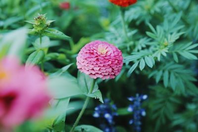 Close-up of pink flowers blooming outdoors