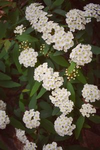 Close-up of white flowers