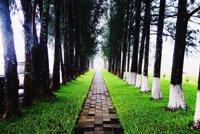 Narrow pathway along trees