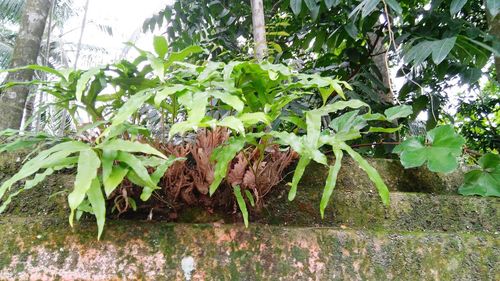 Close-up of fresh green plants