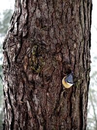 Close-up of a tree trunk