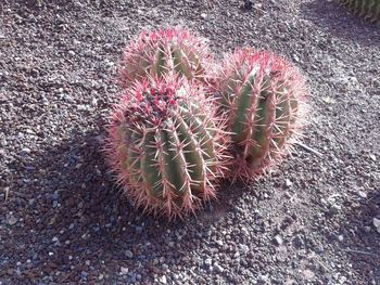 High angle view of cactus