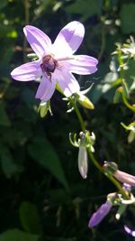 Close-up of honey bee on purple flower