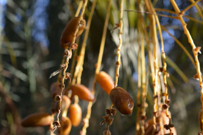 Close-up of berries on tree