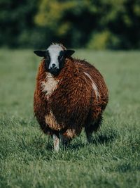 Portrait of an animal on grass