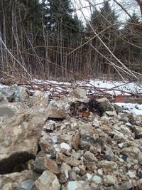 View of abandoned stone in forest