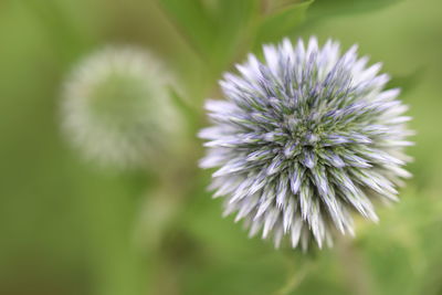 Close-up of purple flowering plant