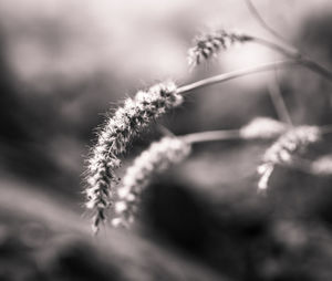 Close-up of plant