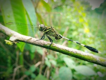 Close-up of dragonfly on plant