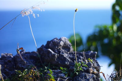 Close-up of rocks against plants