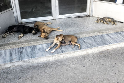 High angle view of a dog sleeping