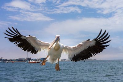 Low angle view of bird flying over sea against sky