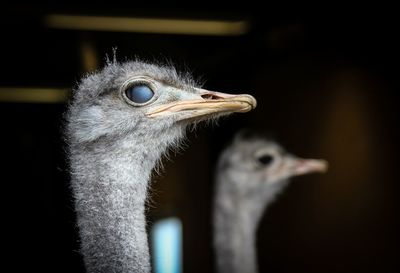 Close-up of animal eye