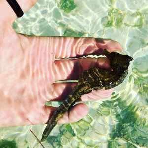 High angle view of hand holding seahorse in water