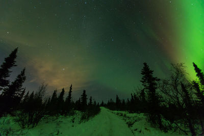 Scenic view of trees against sky at night