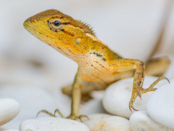 Close-up of lizard