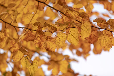 Close-up of autumnal leaves