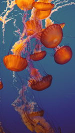 Sea nettle jellyfishes swimming undersea