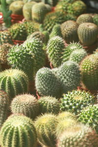 Full frame shot of plant