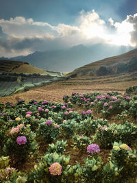 Purple flowering plants by land against sky