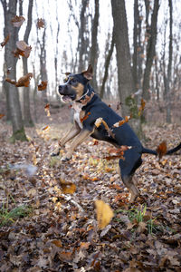 Dog in a forest