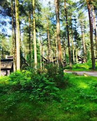 Trees in forest