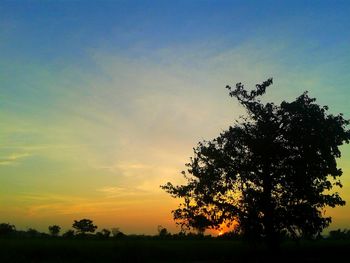 Silhouette of trees at sunset