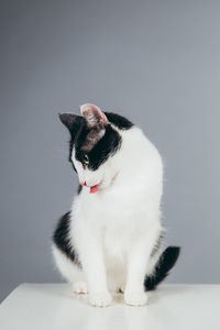 Close-up of cat on cube against gray background