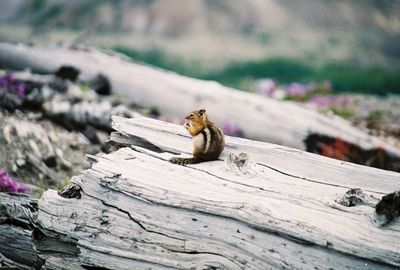 Squirrel sitting on log in forest