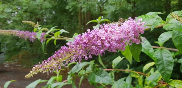 Close-up of pink flowering plants