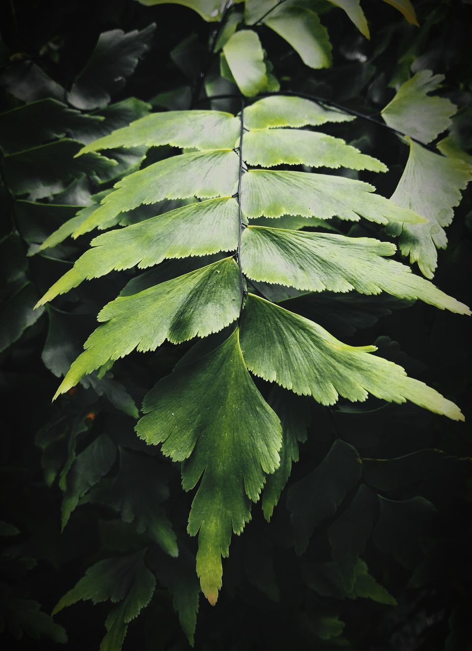 CLOSE-UP OF GREEN LEAVES