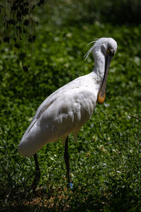 Side view of a bird on field