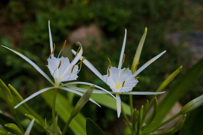 Close-up of white flowers blooming outdoors