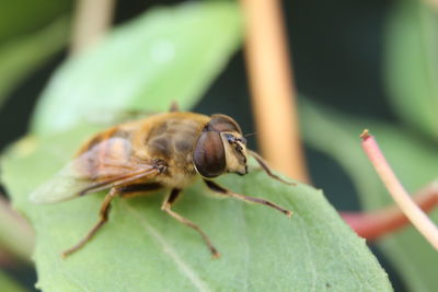 Close-up of insect on plant